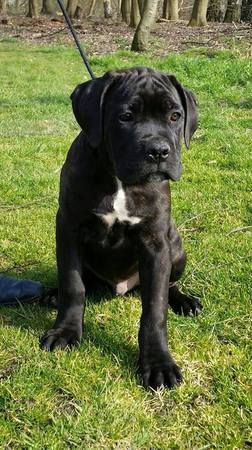 Black Cane Corso, Cane Corso Puppy, Black Pitbull, Cane Corso Mastiff, Cane Corsos, Mastiff Mix, Italian Mastiff, Cane Corso Puppies, Dane Puppies