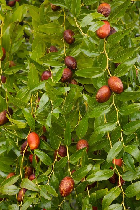 Small Bathroom Makeovers, Jujube Tree, Golden Berry, Jujube Fruit, Asian Pear, Statement Light Fixture, Bathroom Makeovers, Craft Templates, Beautiful Scenery Photography