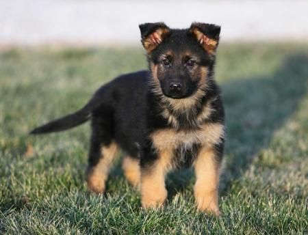 Cómo entrenar a un cachorro de pastor alemán Puppy Photos, Canine Companions, Dog Care, German Shepherd, Puppy Love, Cute Puppies, Dog Lovers, Wattpad, Puppies