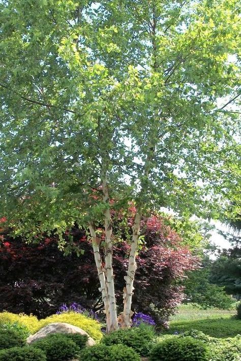 12 Great Plants for Mid-Century Modern Homes in Minnesota River Birch Trees Landscape, Birch Tree Garden, Birch Trees Garden, River Birch Trees, Birch Trees Landscaping, River Birch, Front Garden Landscape, Cool Tree Houses, Tree Garden