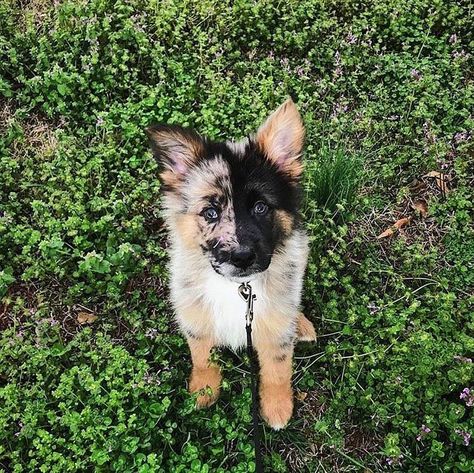 Pedigree Dog, Super Cute Puppies, Really Cute Dogs, Baby Animals Pictures, Cute Dogs And Puppies, Shepherd Puppies, Cute Animal Photos, Cute Animal Pictures