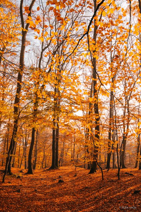 Söderåsens National Park is a wonderful spot to visit in Southern Sweden throughout the year, however, in Autumn it really sparkles with that cosy fall feeling. At this time of year, wandering through the depths of the forest, surrounded by crisp autumn leaves, truly is magical!  What makes Söderåsens National Park so special is the... Read the Post The post <a rel="n... Autumn In Denmark, Autumn In Sweden, Sweden Nature, Finland Autumn, Sweden Nature Landscapes, Sweden Travel, Forest Path, Camping Area, Beautiful Forest