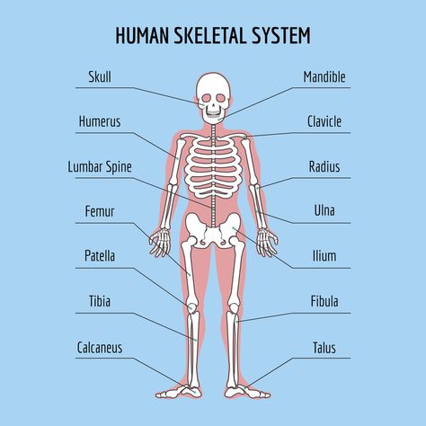 The Human Skeleton: All You Need to Know Human Skeleton Labeled, Human Skeleton Parts, Skeletal System Anatomy, Skeleton System, The Human Skeleton, Human Skeletal System, All Body Systems, Human Body Structure, Human Body Facts