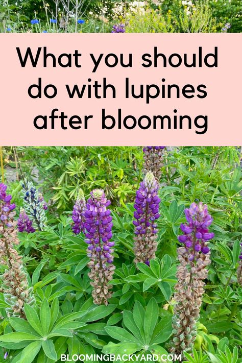 Lupine Companion Plants, When To Plant Lupine Seeds, Lupine Flowers Garden, Zone 4 Landscaping, Lupin Garden, Russell Lupine, Lupins Flowers, Lupines Flowers, Lupine Garden