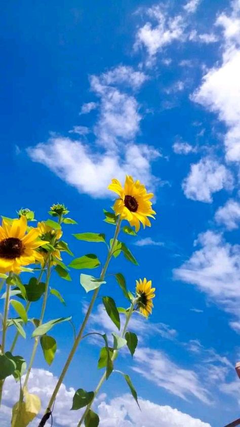 Whats Wallpaper, Sky Images, Sunflower Pictures, Minimal Photography, Flowers Photography Wallpaper, Sunflower Wallpaper, Flower Iphone Wallpaper, Wallpaper Nature Flowers, 수채화 그림