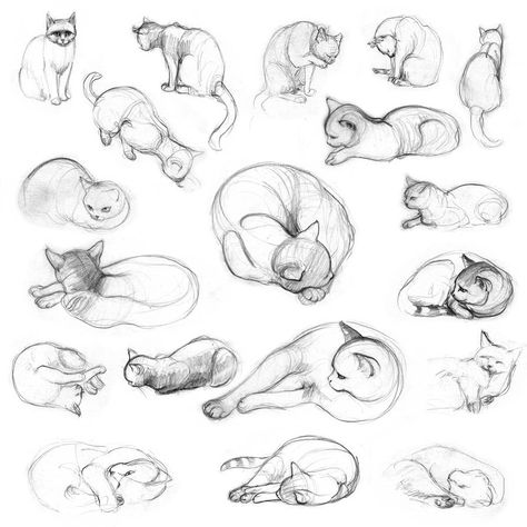 Cat Drawing Tutorial, Cats Art Drawing, Cartoon Drawings Of Animals, Cat Anatomy, Cat Sketch, Kitty Drawing, Drawing Faces, Gambar Figur, Cat Eyes