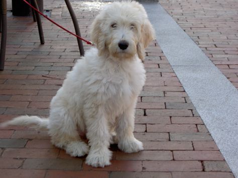 adult goldendoodle - Google Search Goldendoodle Full Grown, White Goldendoodle, Golden Retriever Photography, Labradoodle Miniature, Labradoodle Puppy, Australian Labradoodle, Golden Dog, Mini Goldendoodle, Goldendoodle Puppy