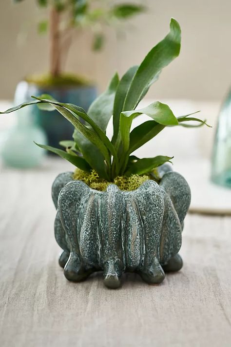 Babs Ceramic Pot | Anthropologie Clay Pinch Pot Ideas, Plants For Containers, Ceramic Pinch Pots, Cactus Ceramic, Pots Ceramic, Plant Arrangements, Miniature Pottery, Metallic Glaze, Small Cactus