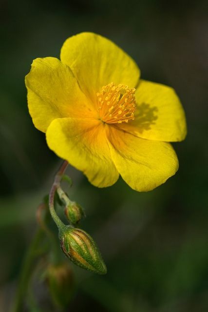 -BLEN flores de Bach- Common Rock Rose Himalayan Flowers, Bach Flowers, Flower Remedies, Bach Flower Remedies, Buttercup Flower, Rock Rose, Flower Remedy, Flowers Gif, Rose Pictures