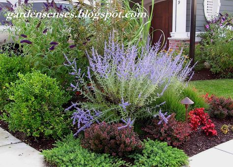 Easy care garden with Russian Sage (Perovskia), Crimson Pygmy Barberry, Juniper,  Japanese Holly and Butterfly Bush (Buddleja) Crimson Pygmy Barberry, Easy Care Garden, Russian Sage, Planting Plan, Front Landscaping, Garden Shrubs, Large Backyard, Landscaping Tips, Perfect Plants