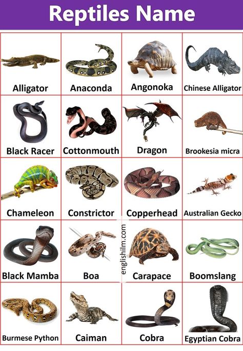 Reptiles Animals Name | Reptiles Animals Picture Vocabulary Here we have covered all types of reptiles' names in English. Let us see some examples of reptiles, their names, list, and essential information from the list and details given below. Car Logos And Names, Pictures Of Reptiles, Animals Name List, Animals Name In English, Animal Infographic, Types Of Snake, Animal Classification, Urdu Language, Names List