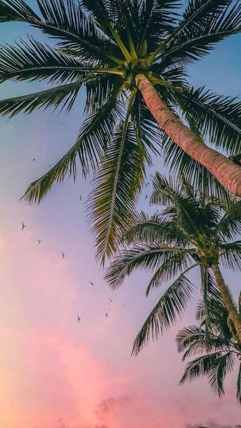 Palm Trees, The Sky, Blue Sky, Trees, Birds, Iphone, Pink, Blue