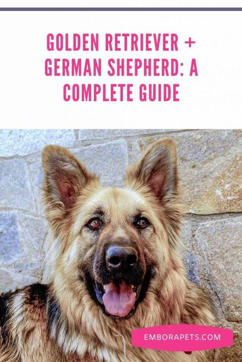 German Shepherd/Retriever Mix (Golden Shepherd): A complete guide – Embora Pets German Shepherd Food, Golden Shepherd, German Shepherd Golden Retriever, Royal Canin Dog Food, Loyal Dog Breeds, Caucasian Shepherd Dog, Caucasian Shepherd, Golden Retriever Mix, Dog Training Advice