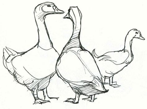 Art by Jeane Nevarez: Geese Canadian Geese Drawing, Geese Drawing, Geese Art, Goose Drawing, Grass Drawing, Reference Board, Canadian Goose, Tv Program, Nature Journal