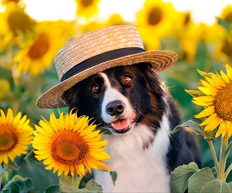 This dog looks so cute among the bright sunflowers. Beautiful Dog Pictures, Dog Photoshoot, Dog Puzzles, Spokane Washington, Dog Clothes Patterns, Border Collie Dog, Cute Animals Images, Summer Dog, Cute Cats And Dogs