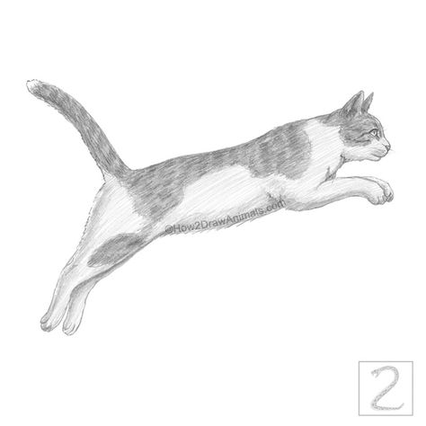 Graphite pencil drawing of a mostly white cat jumping to the right Cat Drawing Jumping, Leaping Cat Drawing, Jumping Cat Tattoo, Cat Jumping Reference, Flying Cat Drawing, Cat Running Drawing, Cat Jumping Drawing, Running Drawing, Cat Jumping