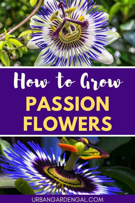 Passion Flower Plant, Passion Fruit Plant, Passion Flower Tea, Passion Vine, Passion Flowers, Stunning Flowers, Perennial Flowers, Garden Vines, Water Gardens