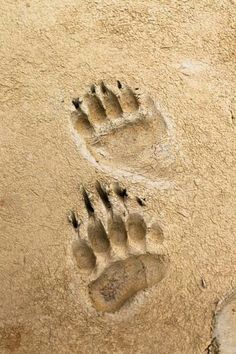 Polar Bear Footprint, Bear Paw Tattoos, Bear Footprint, Pets Wallpaper, Bear Tracks, Bear Paw Print, Tooling Patterns, Animal Tracks, Exotic Animals