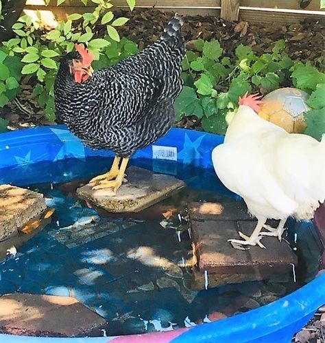 Backyard Chickens Coop Ideas, Chicken Outside Ideas, Chicken Coop Sitting Area, Cooling Chickens In Summer, Chicken Cooling Off, Hot Weather Chicken Coop, Water Ideas For Chicken Coop, Baking Soda In Chicken Water, Chicken Run Set Up