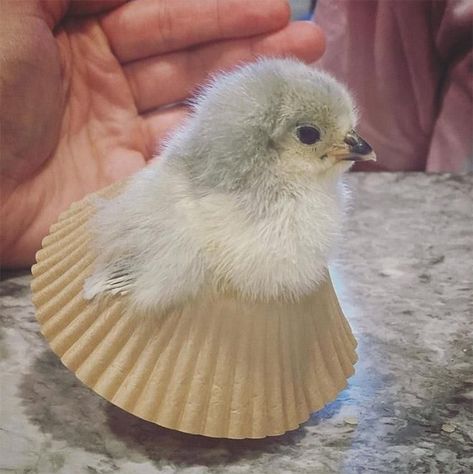 The Sweetest Thing, Sweetest Thing, Unusual Animals, Pet Chickens, Cupcake Liners, Cat Memes, This Summer, Cupcake, Cute Animals