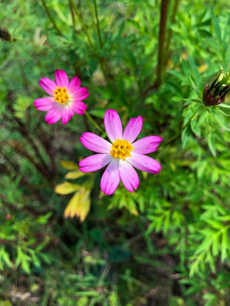 Wild cosmos flower (Bunga Kenikir: Indonesian) Plant Benefits, Cosmos, Pink Flowers, Wild Flowers, Benefits, Quick Saves