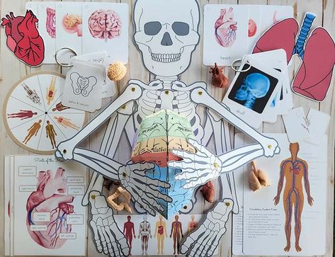 Skeleton Activities, Human Body Homeschool, Skeletal System Activities, Human Body Unit Study, Skeleton Photo, Human Body Worksheets, Human Skeletal System, Body Preschool, Human Body Unit