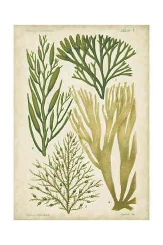 Fauna Marina, Sea Plants, Illustration Botanique, Scientific Illustration, Wooden Sculpture, Canvas Home, Botanical Illustration, Botanical Art, Vintage Illustration