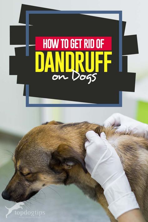 Dog Dandruff Remedy Diy, Puppy Dandruff Remedies, Dry Dog Skin Remedies, Dry Skin On Dogs How To Treat, Dog Dandruff Remedy, Dog Flaky Skin, Dog Dry Skin Remedy, Kuromi Girl, Dog Dandruff