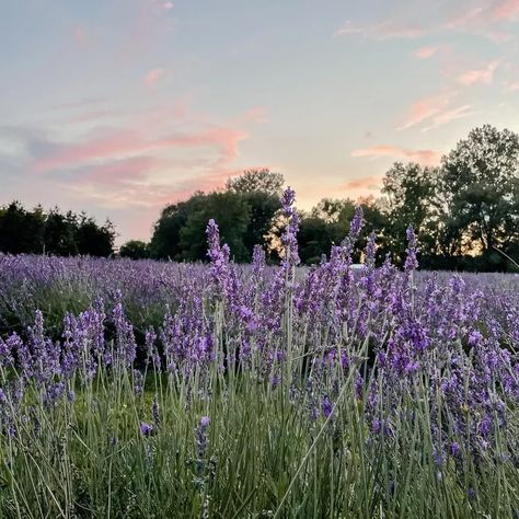 Lavender Skin, San Juan Island, Lavender Aesthetic, Lavender Garden, Purple Garden, Lavender Plant, Lavender Farm, Flower Landscape, Lavender Buds