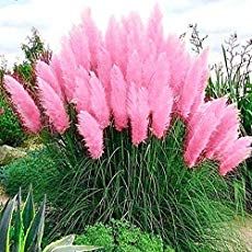 Purple Pampas Grass, Cortaderia Selloana, Pink Pampas Grass, Privacy Plants, Ornamental Grass, Perennial Grasses, Grass Flower, Grasses Landscaping, Pampas Gras