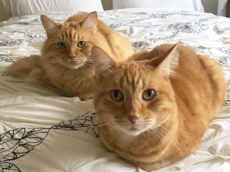 Why do cats sit in the bread loaf position? It's a question that has plagued humans since ancient Egyptians first started worshiping cats! Find the answer! Bread Cat, Single And Ready To Mingle, Cat Bread, Loaf Of Bread, Bread Loaf, Ancient Egyptians, Cat Pose, Like A Cat, Cute Cats And Kittens