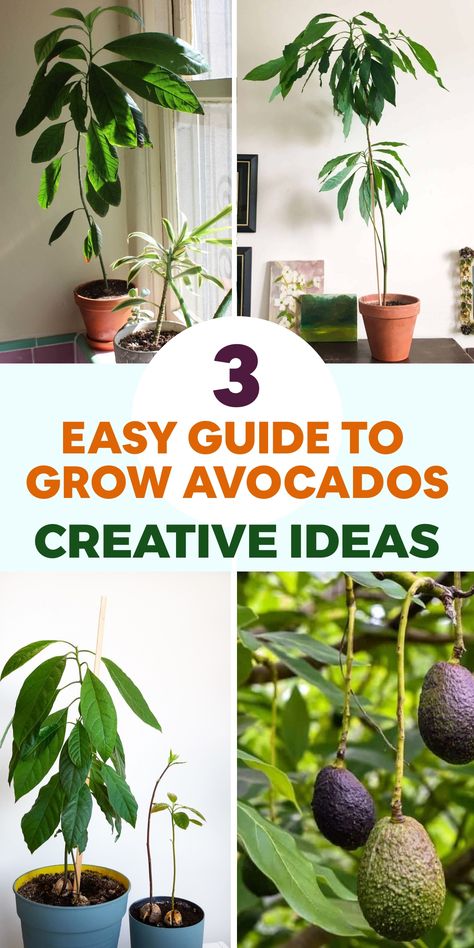 Discover the joy of growing your own avocado tree with this comprehensive guide that will assist you in cultivating delicious and nutritious avocados. Begin by selecting a healthy avocado tree from a trustworthy nursery or by sprouting an avocado seed. Find a sunny spot in your garden with well-draining soil to plant your tree. Dig a hole twice the size of the root ball and carefully position the tree, making sure it is level with or slightly above the soil surface. Planting Avocado Seed In Pot, How To Graft An Avocado Tree, Avocado Tree In Pot, How To Grow Avocado From Seed, How To Grow An Avocado Tree From A Pit, Avocado Plant Care, Indoor Avocado Tree, Mass Cane Plant, Avocado Tree Care