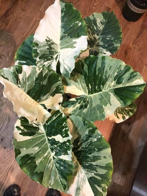 Alocasia Odora, Alocasia Plant, Elephant Ear Plant, Plant Goals, Beautiful Leaves, Indoor Plant Care, Inside Plants, Variegated Plants, African Mask