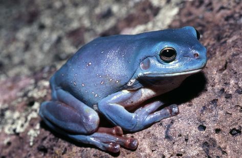 "I’ve seen only one in my life": the blue tree frog mystery - Australian Geographic Pale Skin Color, Whites Tree Frog, Poison Frog, Live In Australia, Green Tree Frog, Blue Pigment, Green To Blue, Dart Frog, Tree Frog