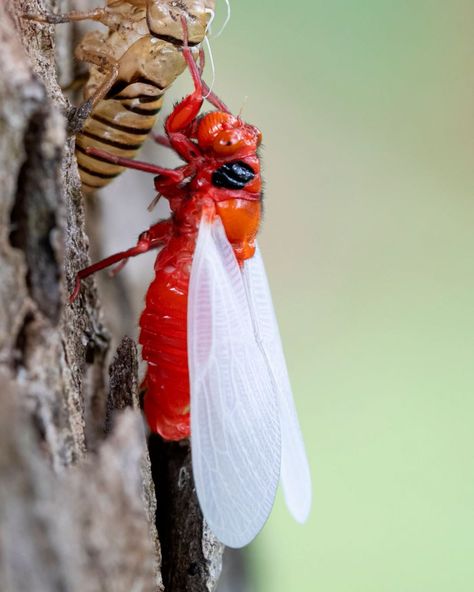 Cicada Shedding, Shedding Skin, Just Amazing, Amazing Nature, Skin, Nature