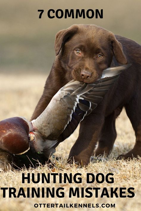 When training retrievers, avoid these mistakes that could lead to problems in performance in the future. Hunting Dog Training, Side By Side Shotgun, Grouse Hunting, Labrador Training, Hunting Dogs Breeds, Puppy List, Crate Training Puppy, Dog Training Books, Dog Training Ideas