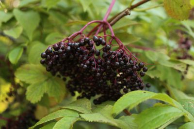 Staying Healthy with Native Plants: Elderberry Shrub – Wild Seed Project Elderberry Shrub, Slow Flower, Starting Seeds Indoors, Patio Plants, Staying Healthy, Blooming Plants, Grow Your Own Food, Large Plants, Fresh Berries