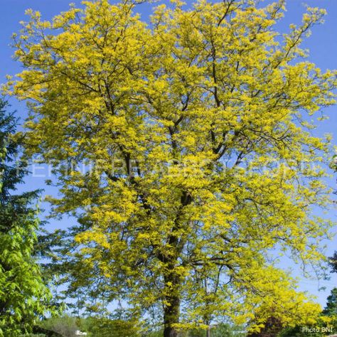 Honey Locust Tree, Locust Tree, Fall Clean Up, Honey Locust, Trees Landscape, Street Trees, Organic Compost, Small Shrubs, Specimen Trees