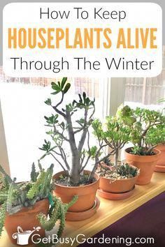 Caring for indoor plants in winter is much harder than it is during the summer. The biggest challenges indoor gardeners face are watering plants, humidity, low light, temperature, and dealing with plant pests. Get tons of tips for how to keep houseplants alive in winter, and learn how to grow beautiful indoor plants all year round. Includes watering tips, grow light info, fertilizing, repotting and tips for controlling plant bugs. #houseplants #indoorgarde #PlantingIdeas Plants Humidity, Beautiful Indoor Plants, Plant Bugs, Watering Plants, Trendy Plants, Plant Pests, Winter Plants, Indoor Plant Care, Houseplants Indoor