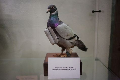 Pigeon With Message, Carrier Pigeon, Pencil Painting, Communication Devices, Peace Dove, Low Tech, Pigeon, Kiwi, Birds