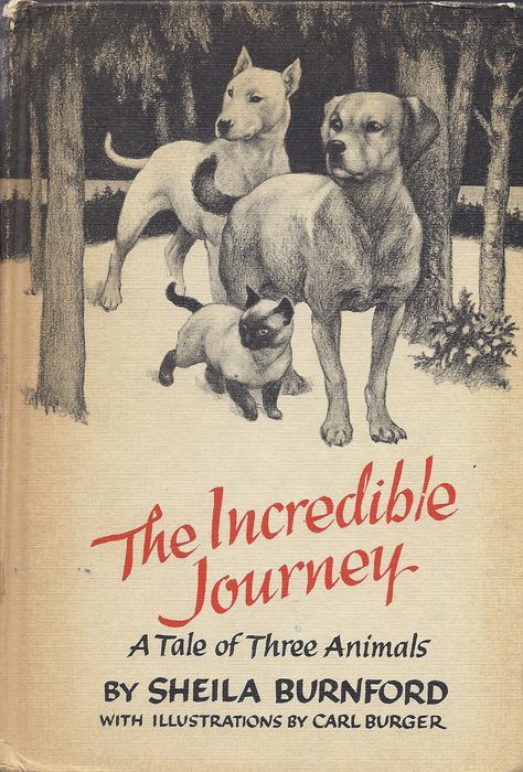 Today I am bawling into my laundry. My son read The Incredible Journey by Shelia Bunford a few weeks ago and begged me to read it. As I am writing this, I am ignoring the stack of notes I have from… Books About Dogs, Book Garden, Egyptian Princess, Horse And Dog, The Incredible Journey, In And Out Movie, Dog Books, Dog Stories, Childhood Books