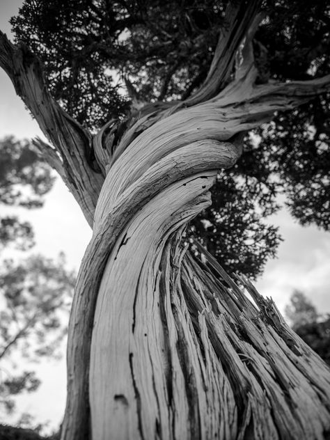 Subtle black and white, upward shot of unique tree Weird Trees, Tree Bark Texture, Black And White Birds, Twisted Tree, Picture Tree, Tree Sketches, Black And White Tree, Landscape Photography Nature, Free Art Prints