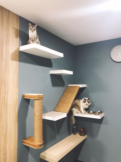 Simple Cat Wall Shelves, Diy Cat Wall Playground, How To Make Cat Shelves, Floating Shelves For Cats, Floating Cat Shelves Diy How To Build, Cat Wall Shelf Diy, Cat Climbing Shelves Diy, Cat Course On Wall, Diy Wall Mounted Cat Shelves