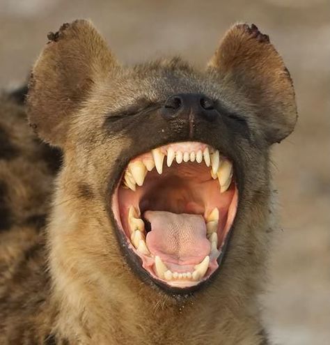 No Laughing Matter…Jamaicans want to reverse decolonization! | Alien A. Pundit African Wild Dog, Wild Creatures, Wild Dogs, African Animals, Hyena, Pics Art, Animal Photo, 귀여운 동물, Animals Friends