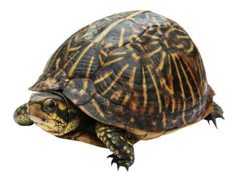 Names For Animals, Turtle Png, Box Turtle, A Turtle, Animals