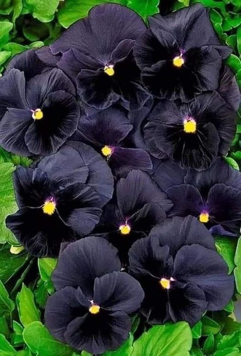 Black Petunias, Black Plants, Black Rose Flower, Goth Garden, Gothic Garden, Most Beautiful Flowers, Flowers For You, Beautiful Bouquet Of Flowers, Black Flowers