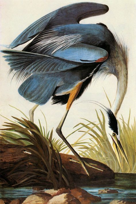 Audubon Great Blue Heron American Bird Fine Art Poster Repro - Etsy Hong Kong Bird Illustration Print, Audubon Prints, Vintage Bird Illustration, Heron Art, Audubon Birds, James Audubon, Birds Of America, Great Blue Heron, Bird Canvas