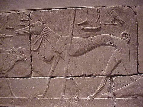 Detail of Bas Relief of Man with calf and dog 2490-2323 BCE Egyptian Old Kingdom Limestone Greyhound Breed, Greyhound Dogs, Ancient Dogs, Dog Breed Names, Old Kingdom, Sight Hounds, Ancient Pyramids, Cool Dog Houses, Shepherd Dog Breeds