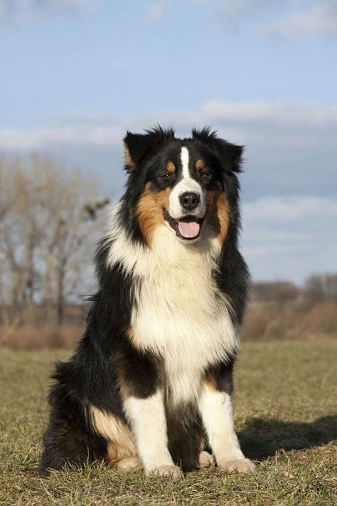 Bernese Australian Shepherd, Standard Australian Shepherd, Australian Shepherd Black And Tan, Brown Australian Shepherd, Australian Shepherd Black, Black Tri Australian Shepherd, Black Australian Shepherd, Every Dog Breed, Aussie Shepherd