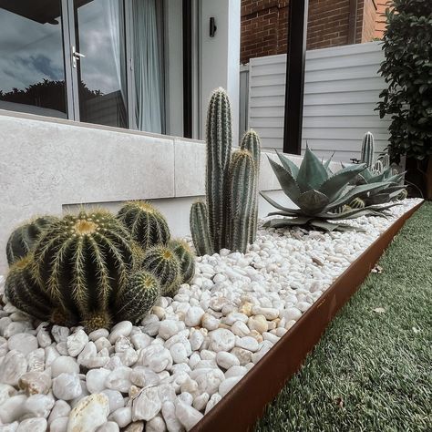 Cactus Vision Modern Mexican Backyard, Cactus Backyard, Cactus Fence, Cactus Garden Design, Desert Landscaping Backyard, Cactus Garden Landscaping, Succulent Rock Garden, Desert Backyard, Succulent Garden Landscape